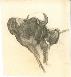 Kuh